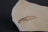 Fossil Lobster from Solnhofen, Germany - 3.99"