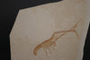 Fossil Lobster from Solnhofen, Germany - 7.46"