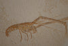 Fossil Lobster from Solnhofen, Germany - 7.46"