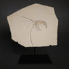 Fossil Shrimp from Solnhofen, Germany