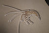 Fossil Shrimp from Solnhofen, Germany