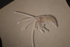 Fossil Shrimp from Solnhofen, Germany