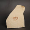 Fossil Shrimp from Solnhofen, Germany - 2.86"