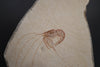 Fossil Shrimp from Solnhofen, Germany - 2.86"