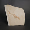 Fossil Lobster from Solnhofen, Germany - 7.53"
