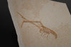 Fossil Lobster from Solnhofen, Germany - 7.53"