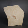 Fossil Shrimp from Solnhofen, Germany - 3.37"
