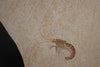 Fossil Shrimp from Solnhofen, Germany - 3.37"