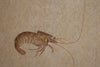 Fossil Shrimp from Solnhofen, Germany - 3.51"
