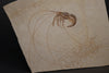 Fossil Shrimp from Solnhofen, Germany - 3.69"