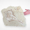 Marine Fossil Association Featuring 23.5” Ray