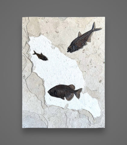 Fossil Fish Mural - 40 x 30 inches