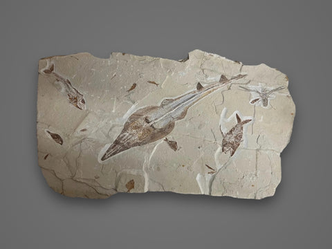 Marine Fossil Association Featuring 18” Guitar Ray