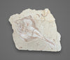 Marine Fossil Association Featuring 23.5” Ray