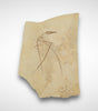 Pterosaur, Rhamphorhynchus aff. gemmingi