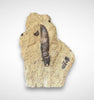Rooted Allosaurus Tooth in Matrix