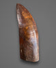 Exquisite Carcharodontosaurus Tooth - 4.64"