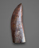 Exquisite Carcharodontosaurus Tooth - 4.64"