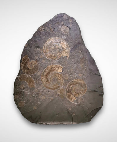 Pyritized Ammonites - Holzmaden Shale, 3.54 feet