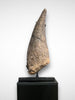 Triceratops Brow Horn, Hell Creek Formation, United States