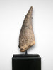 Triceratops Brow Horn - 25.5"