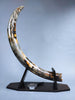 51" Mammoth Tusk, Netherlands