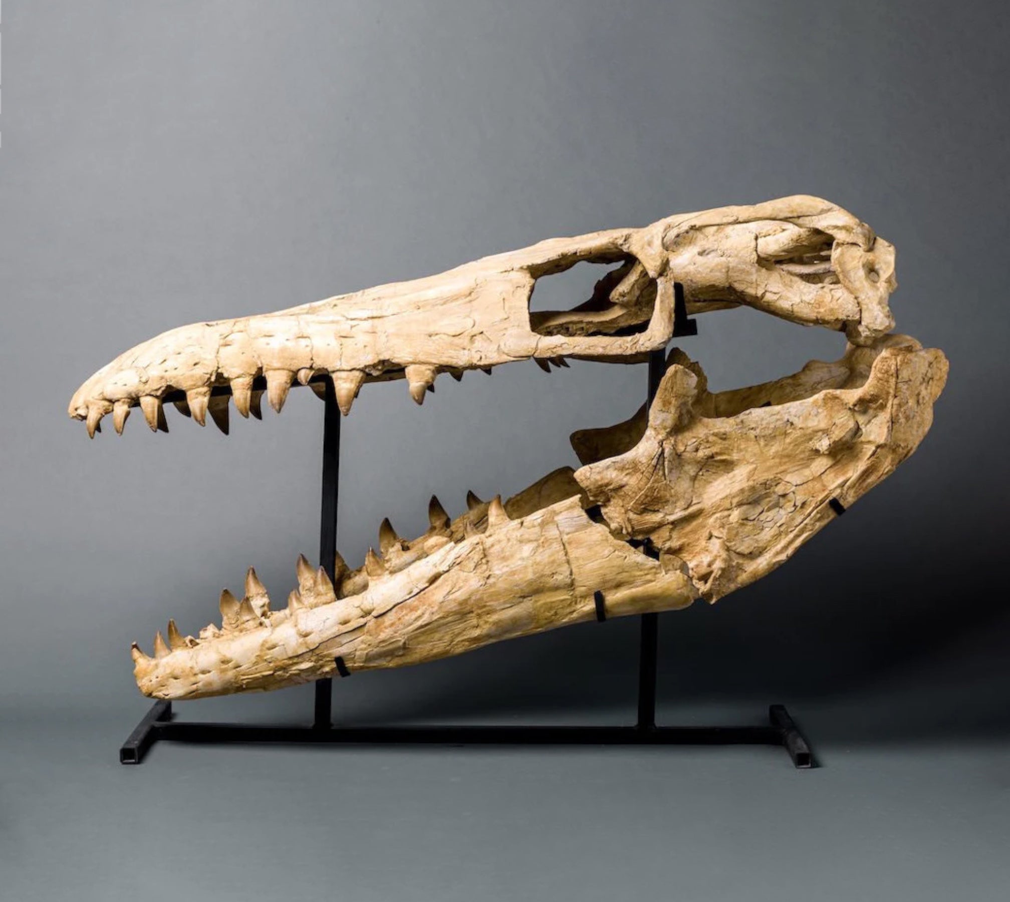 Prehistoric Predators Razor Jaws