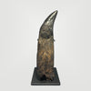 Huge Tyrannosaurus rex Tooth, Fully Rooted - 9.64”