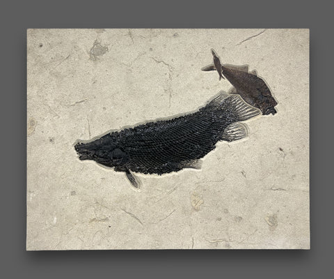 Rare Fossil Gar, Masillosteus janeae - 37”