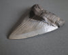Megalodon Shark Tooth - 5.37"