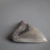 Megalodon Shark Tooth - 5.37"