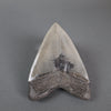 Megalodon Shark Tooth - 5.37"
