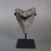 Megalodon Shark Tooth - 5.37"