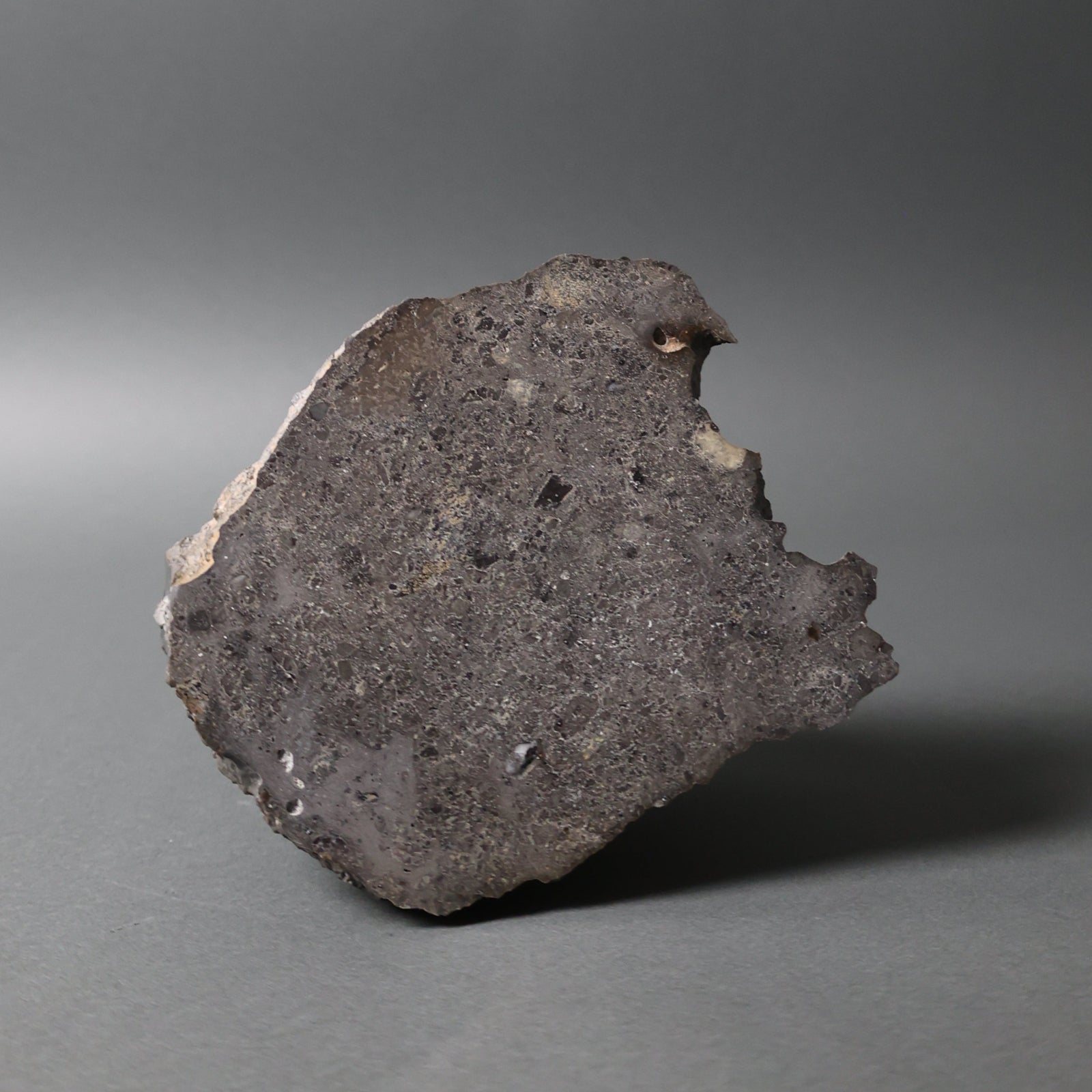 Large Triceratops Horn for Sale, 25