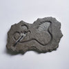 Beautiful Jurassic Crinoid Fossil - Seirocrinus subangularis