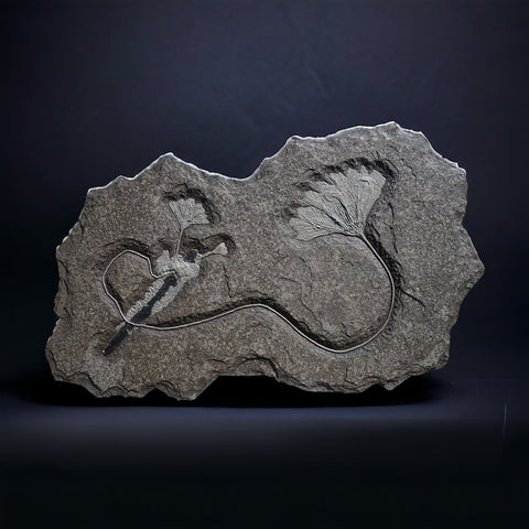Beautiful Jurassic Crinoid Fossil - Seirocrinus subangularis