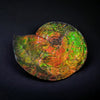 Iridescent Canadian Ammonite, 14.75"