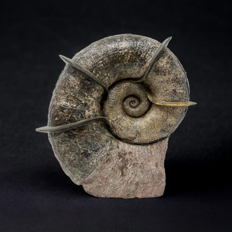 Bladed Ammonite, Lytoceras fimbriatum, 8.5"