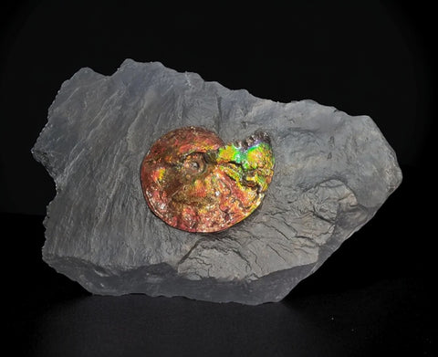 Iridescent Ammonite (Ammolite) in Matrix, 8.0"