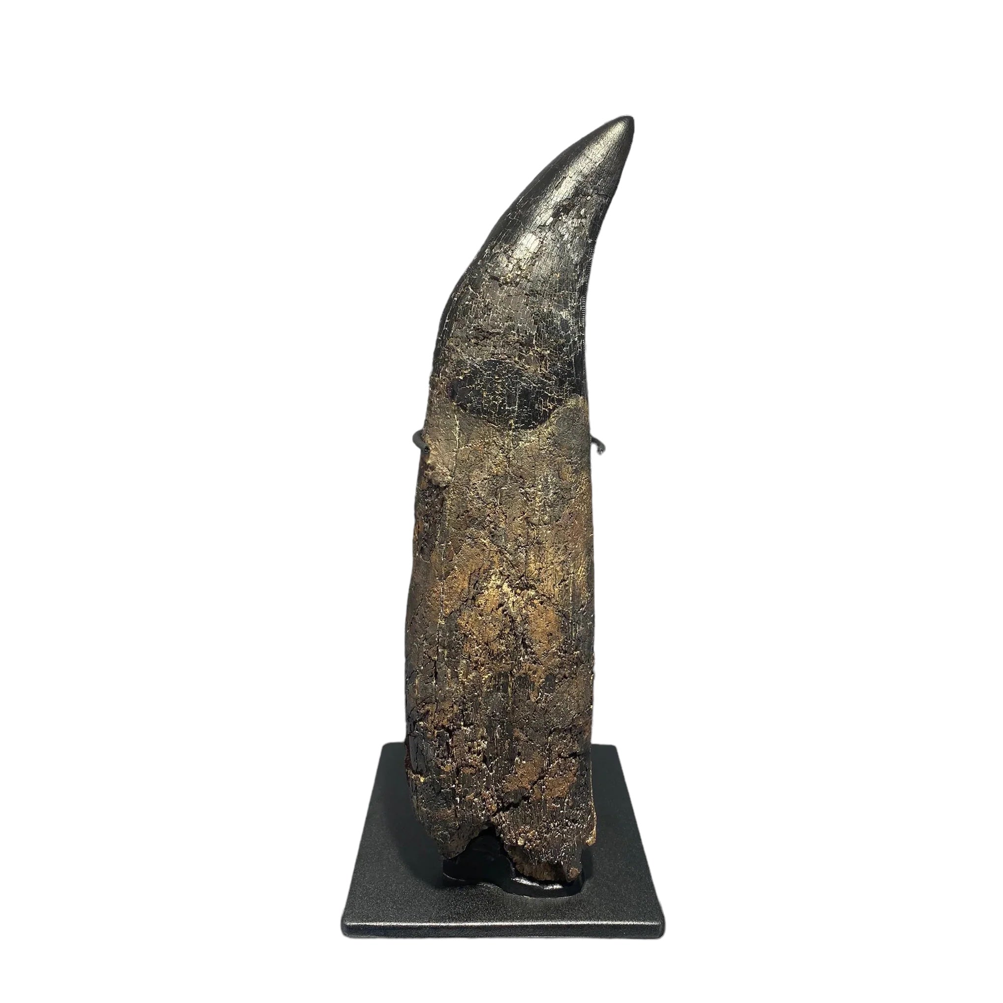 Complete Tyrannosaurus rex Tooth with Root for Sale – Fossil Realm