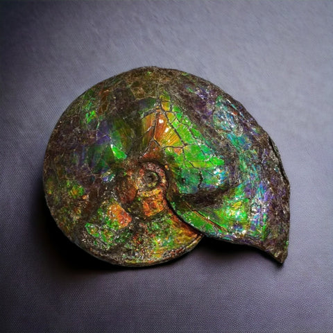 Iridescent Ammonite, Bearpaw Formation, Canada