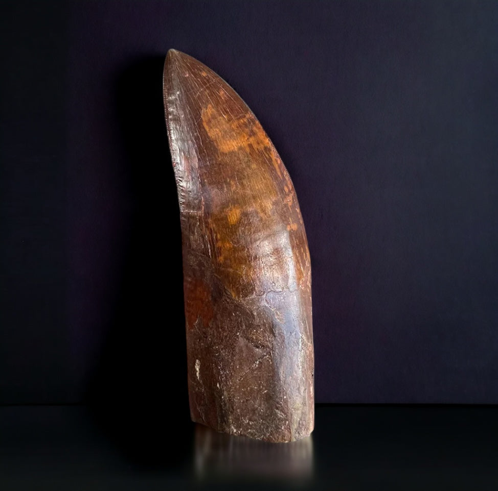 Huge Dinosaur Footprint For Sale Theropod Fossil Realm