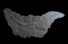 Jurassic Crocodile, Posidonia Shale, Germany