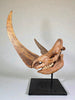 Woolly Rhino Skull