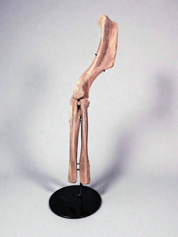 Forelimb of Brachylophosaurus (Hadrosaur)