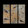 Dramatic Fossil Fish Triptych - 66 x 60 inches
