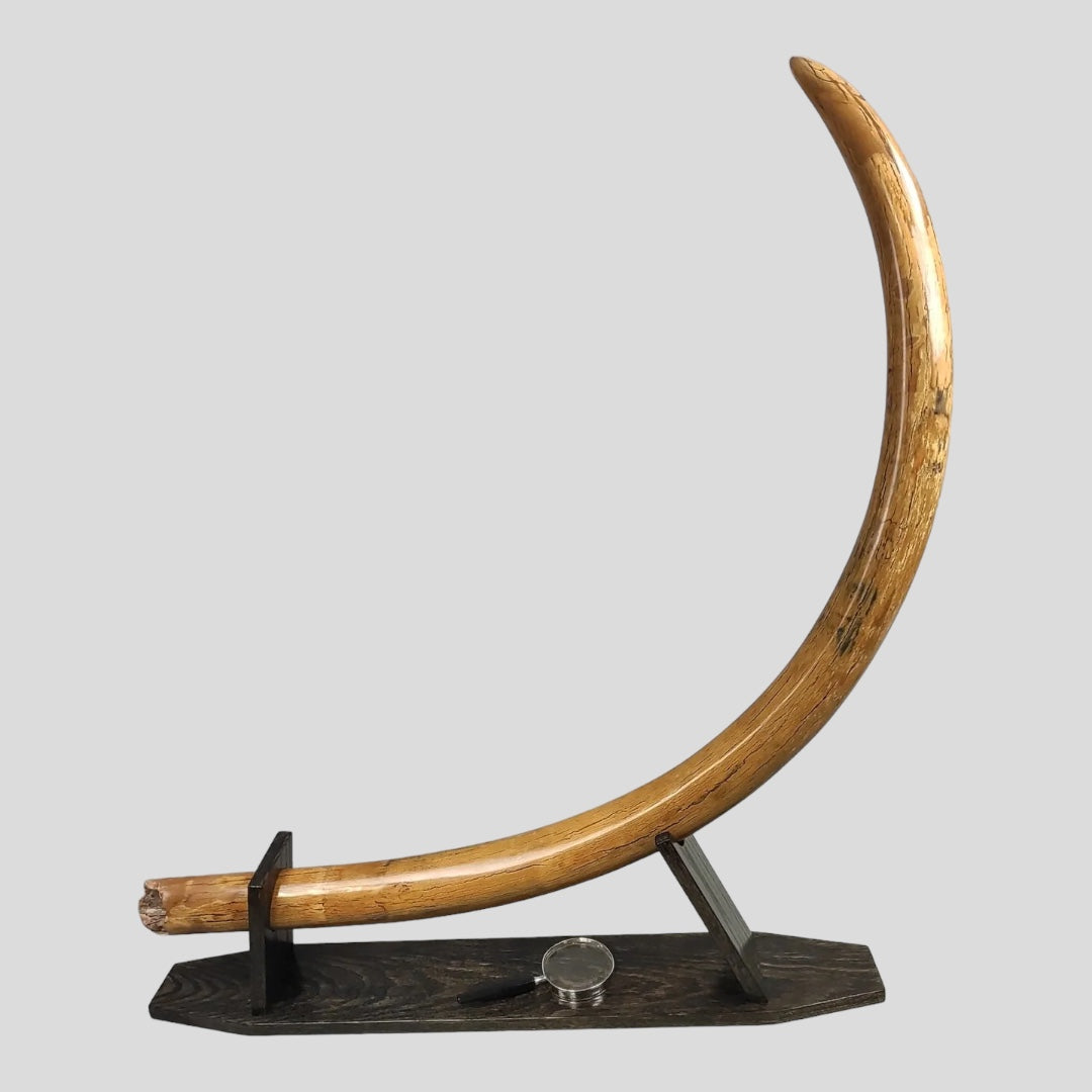 69 Inch Mammoth Tusk Beautiful Specimen Fossil Realm