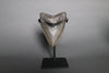 Megalodon Shark Tooth - 5.37"