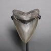 Megalodon Shark Tooth - 5.37"