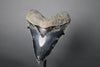 Megalodon Shark Tooth - 5.99